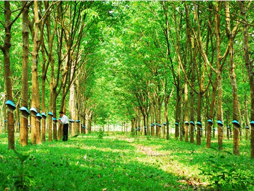 Quy trình sản xuất cao su BYSA